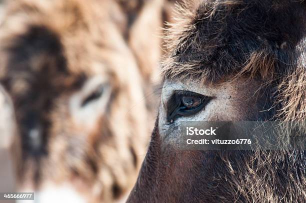 Burro - Fotografias de stock e mais imagens de Burro - Burro, Animal, Animal Doméstico