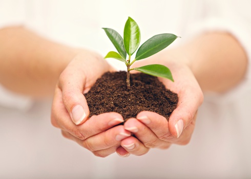 Woman's hands with a young plant growing in soil