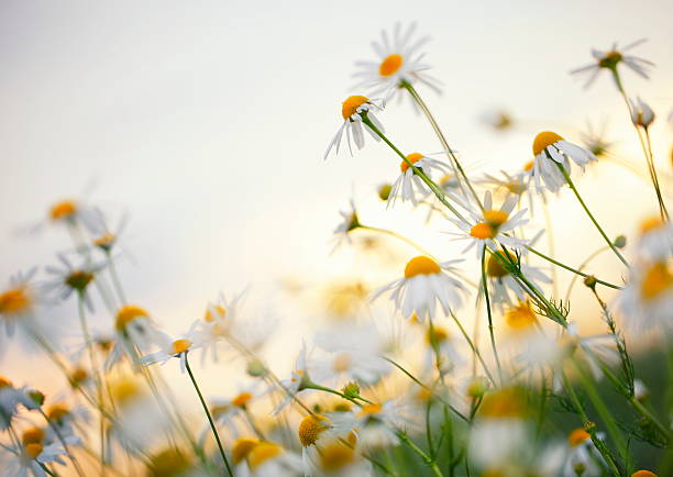 istock Daisy Flowers-XXXL 465667119
