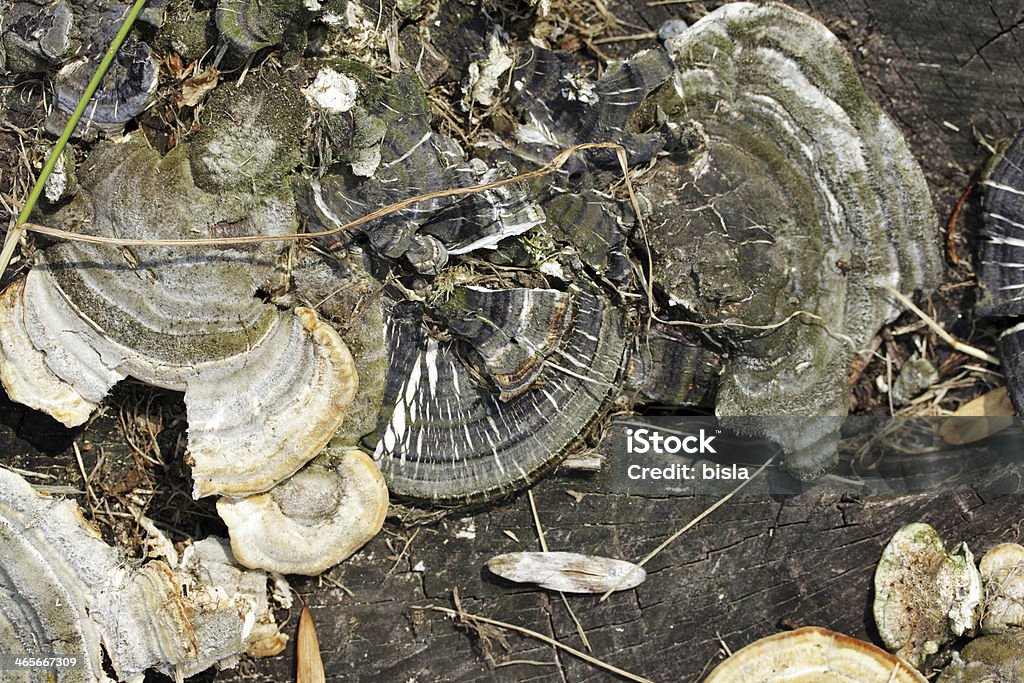 Mushrooms bkg Background with mushrooms and tree trunk… Abstract Stock Photo