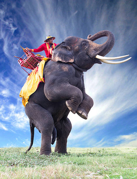 istock Elephant in green field and sun sky 465667340