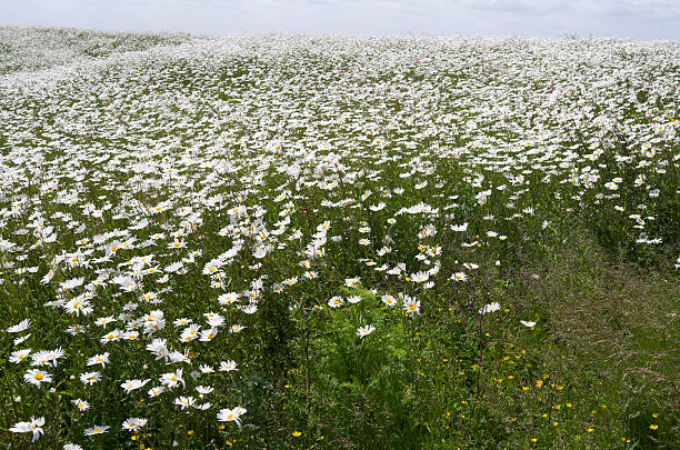 Field with daisies Field with daisies on Island Tiengemeten in The Netherlands. tiengemeten stock pictures, royalty-free photos & images