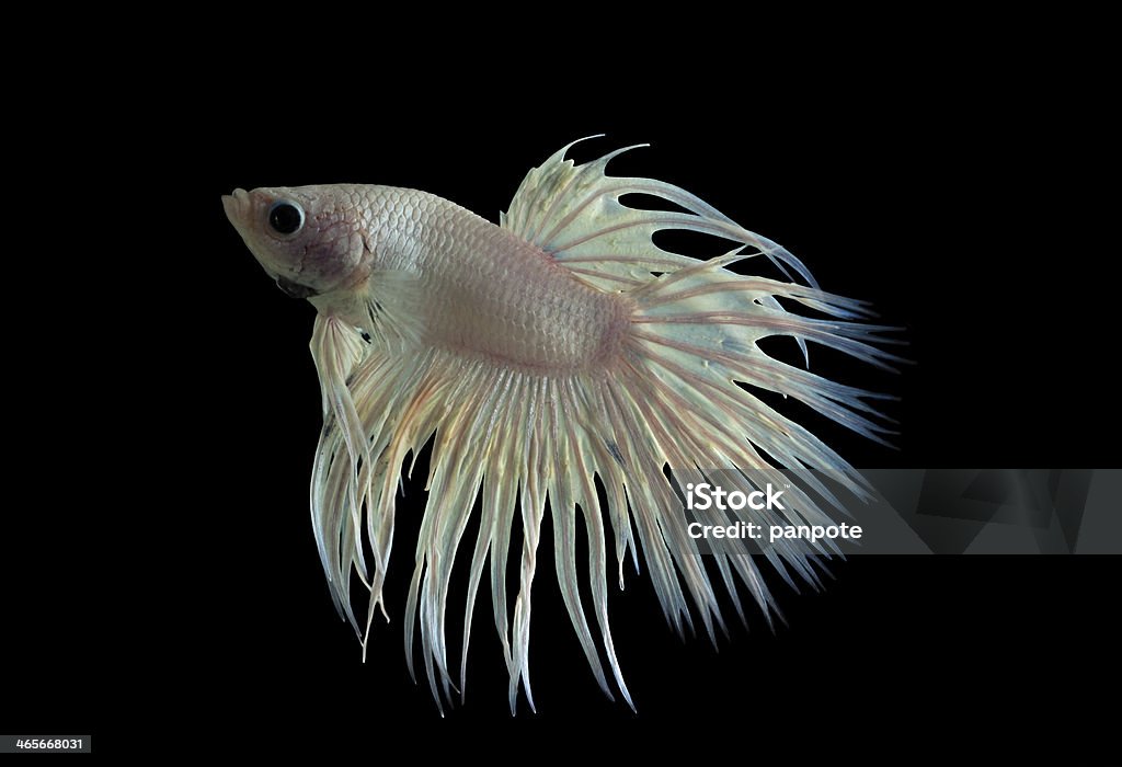 Белый сражение рыба - Стоковые фото Аквариум роялти-фри