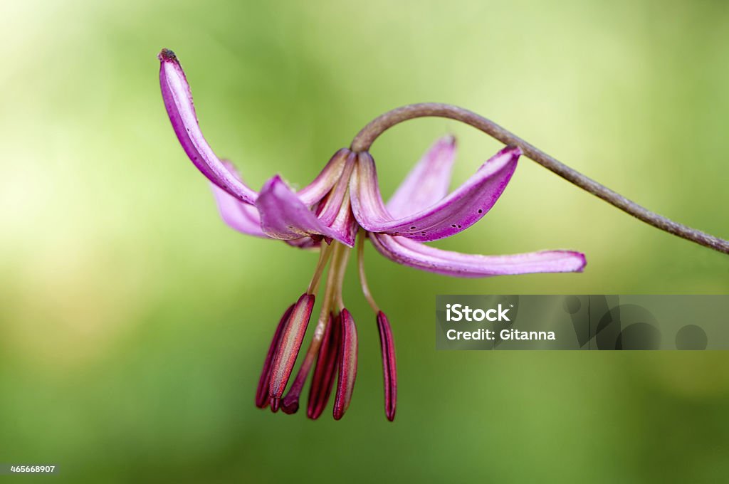 Lilium martagon - Foto de stock de Amarelo royalty-free