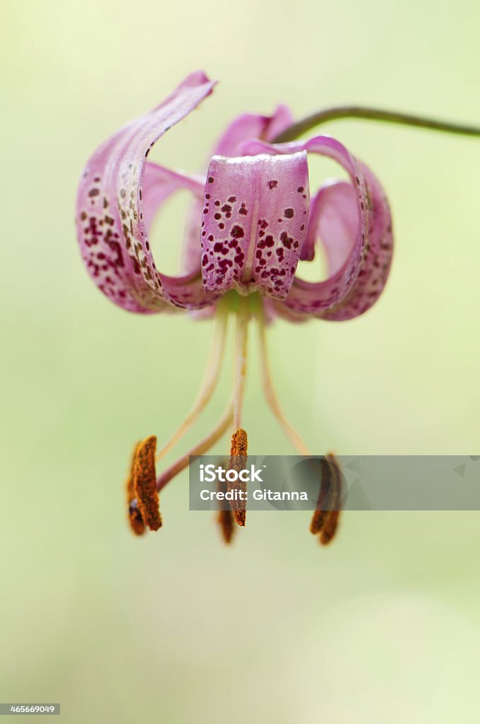 Lilium martagon - Стоковые фото Без людей роялти-фри