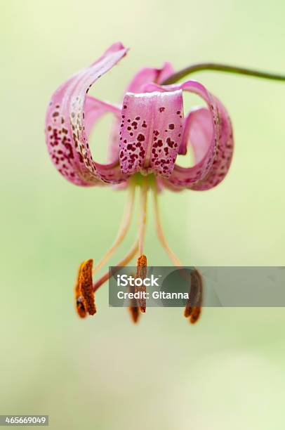 Lilium Martagon — стоковые фотографии и другие картинки Без людей - Без людей, Букет, Вертикальный