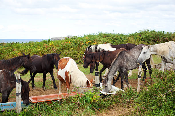 istock Herd of horses grazing 465670057