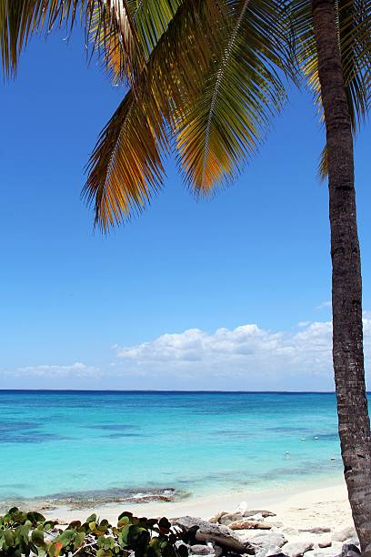 Sea palm tree and sky stock photo