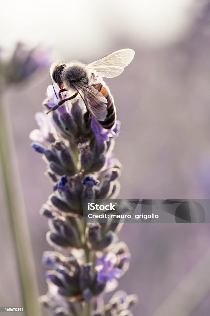 꿀벌 on 클린싱 - 로열티 프리 곤충 스톡 사진