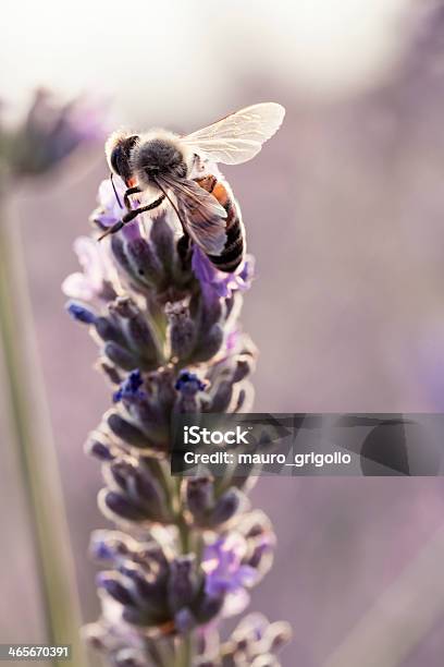 꿀벌 On 클린싱 곤충에 대한 스톡 사진 및 기타 이미지 - 곤충, 공원, 꽃 한송이