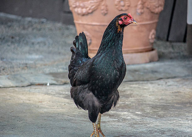 istock Wild Black Rooster Red Junglefowl Tobago 465670413