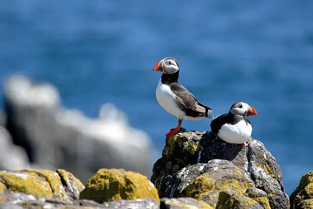 Puffin on Isle of May, Scotland