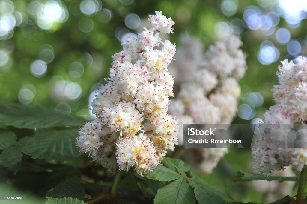 Kasztan blossom - Zbiór zdjęć royalty-free (Kasztanowiec)