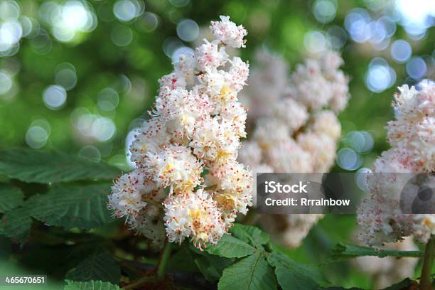 Flor De Castanha - Fotografias de stock e mais imagens de Castanha da Índia - Castanha da Índia, Flor, Castanheiro - Árvore de folha caduca