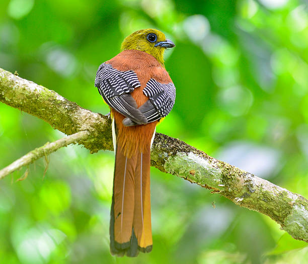 istock Orange-breasted Trogon percing on the branch 465673451