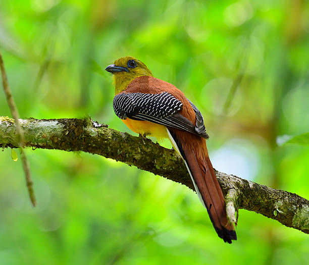 istock Male of Orange-breasted Trogon percing on the branch 465673487