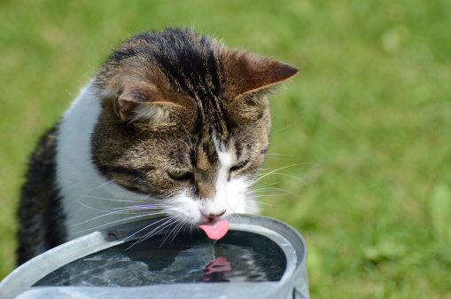 Cat outside drinking some water