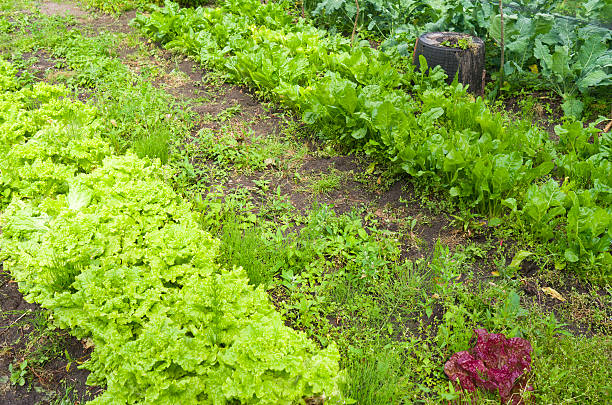 salade de betteraves et dans le jardin potager bio. - leidschendam photos et images de collection
