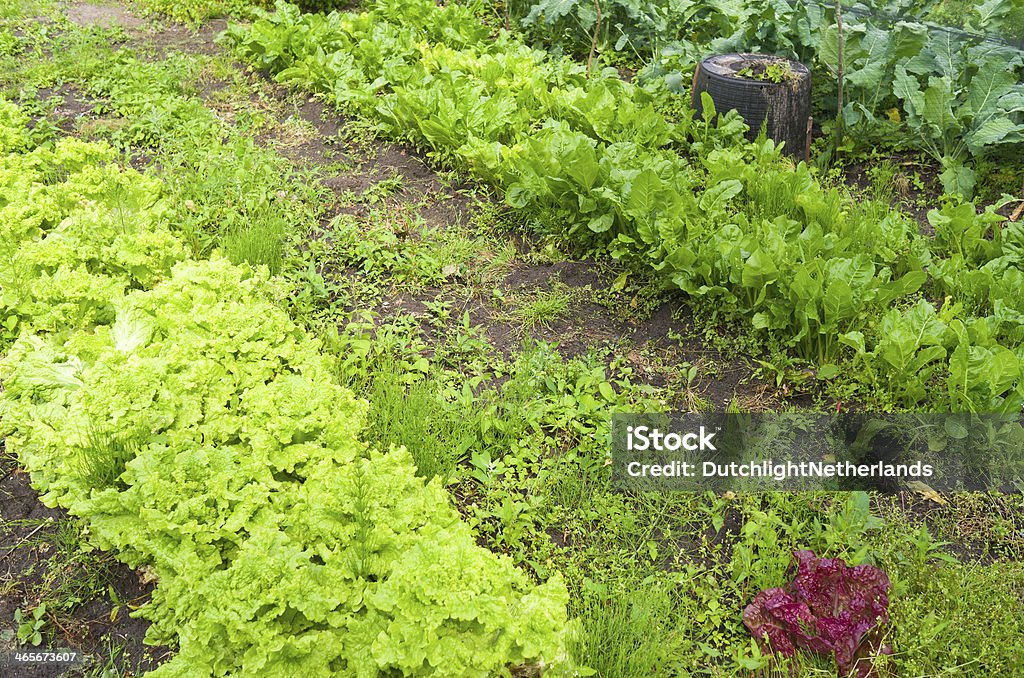 양상추와 비트와 무우 샐러드 있는 유기농 채소를 수 있습니다. - 로열티 프리 0명 스톡 사진