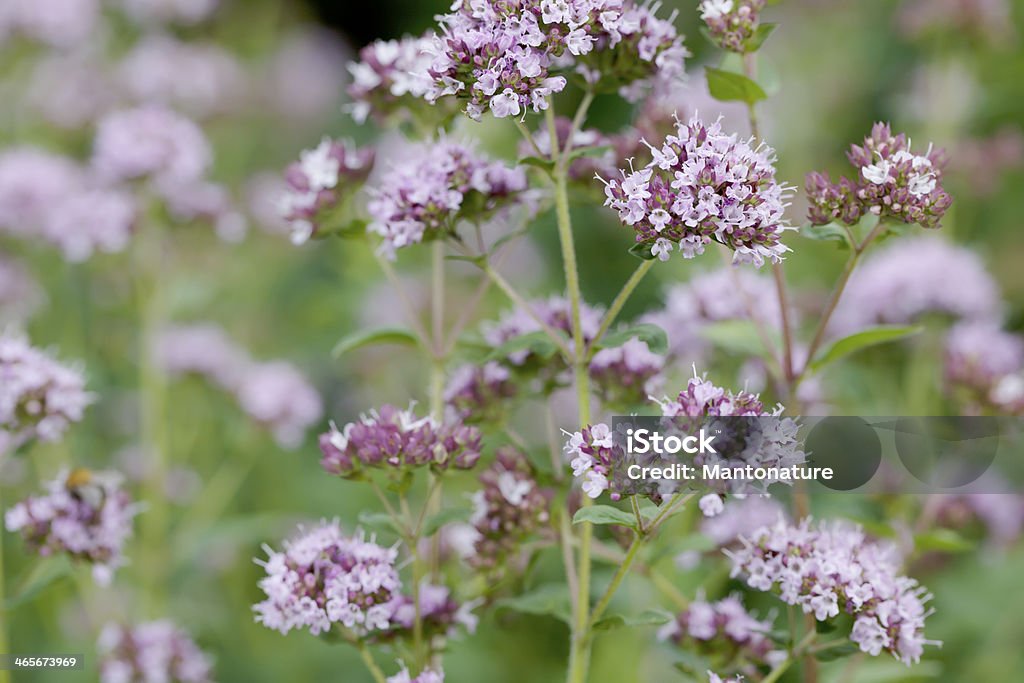 Mejorana (Origanum vulgare - Foto de stock de Orégano libre de derechos