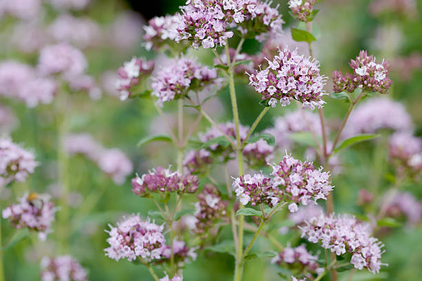 マジョラム（origanum vulgare - oregano ストックフォトと画像