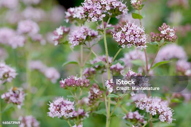 Foto de Manjerona Origanum Vulgare e mais fotos de stock de Orégano - Orégano, Manjerona, Flor