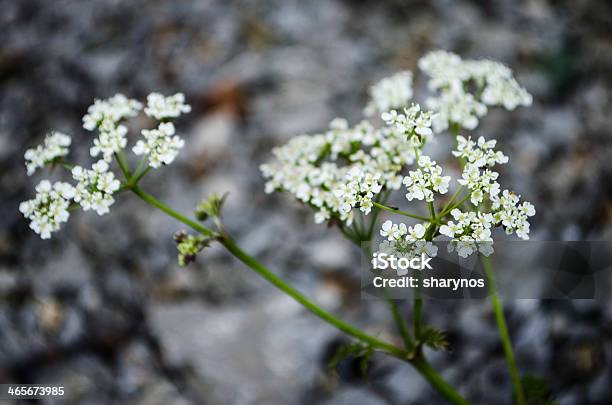 Wiesenkerbel Blume Stockfoto und mehr Bilder von Baumblüte - Baumblüte, Bestäubung, Blatt - Pflanzenbestandteile