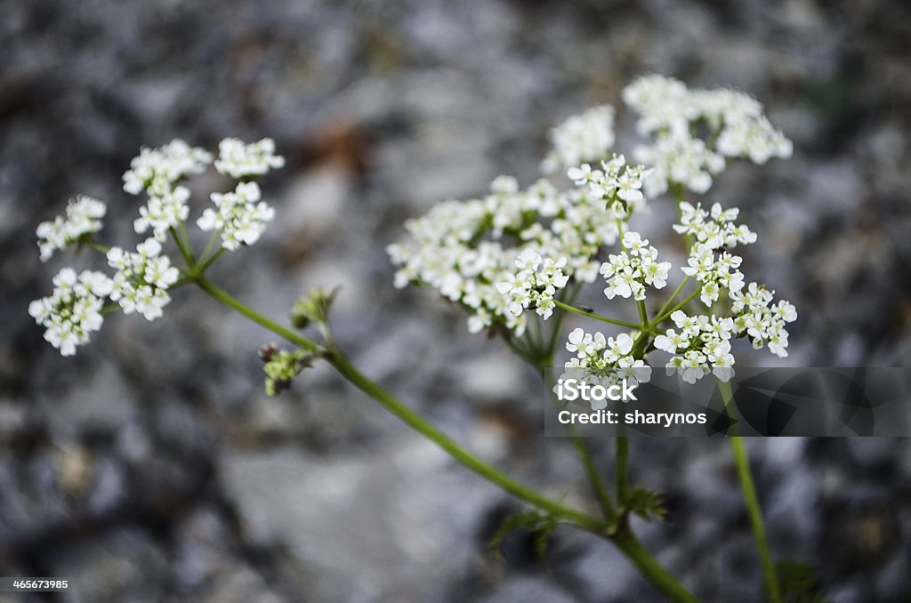 シャクフラワー（Anthriscus sylvestris ) - クローズアップのロイヤリティフリーストックフォト