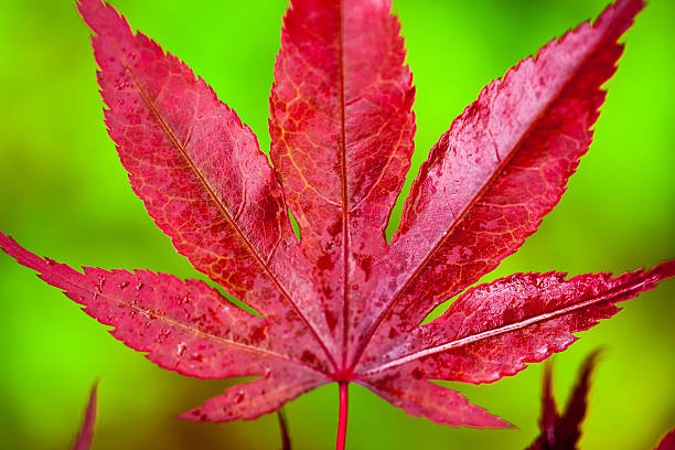 foglia di acero giapponese - japanese maple leaf water japan foto e immagini stock