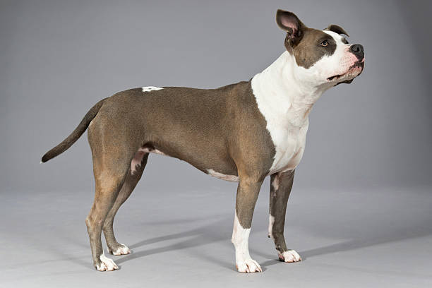 istock American bull terrier portrait. Brown with white spots. 465677229