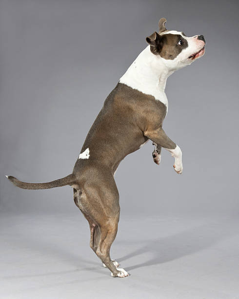 istock Playful jumping american bull terrier portrait. 465677247