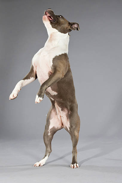 istock Playful jumping american bull terrier portrait. 465677249