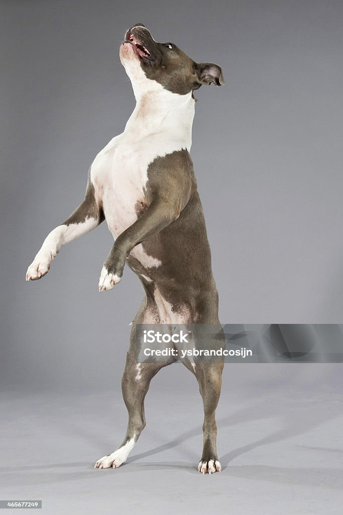Brincalhão Saltar-bull terrier retrato. - Royalty-free Animal Foto de stock