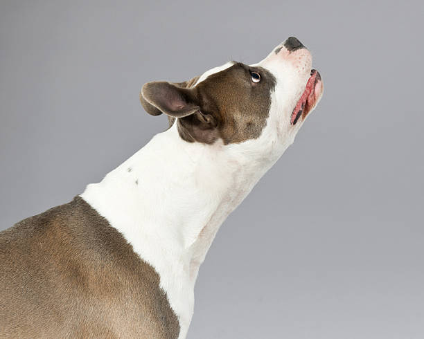 istock Alert american bull terrier portrait. Brown with white spots. 465677253