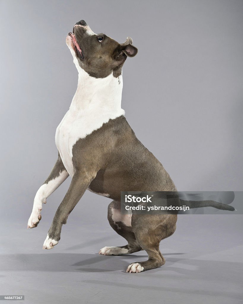 Żartobliwy Skoki american bull terrier portret. - Zbiór zdjęć royalty-free (Biały)