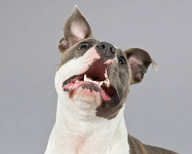 istock Alert american bull terrier portrait. Brown with white spots. 465677271