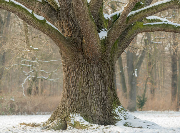 istock Oak trunk in winter with snow on branches. 465677375
