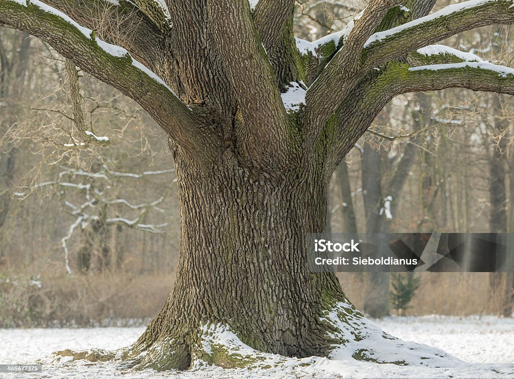 Oak trunk in winter with snow on branches. Branch - Plant Part Stock Photo