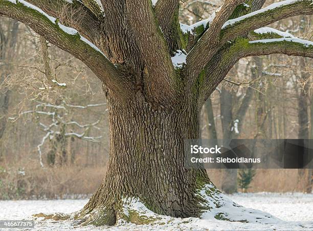 Oak Trunk In Winter With Snow On Branches Stock Photo - Download Image Now - Branch - Plant Part, Horizontal, No People