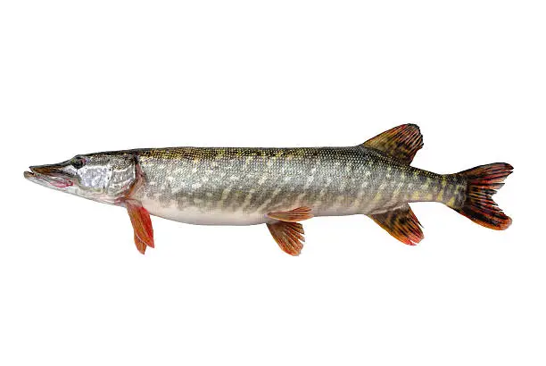 River big pike isolated on white background