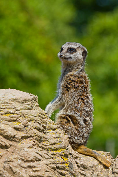 istock Meerkat On Watch 465677889