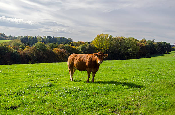 Brown Cow stock photo