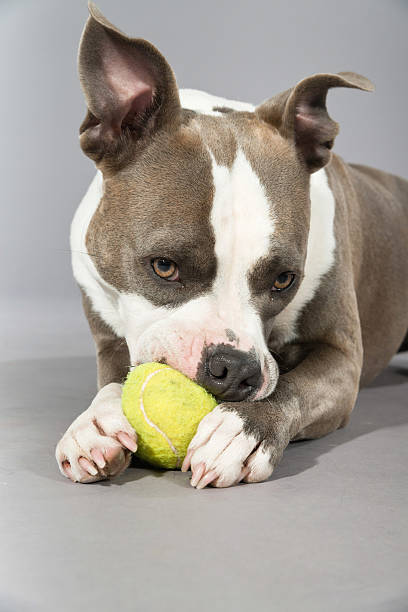 istock American bull terrier gnawing a tennis ball. 465680965