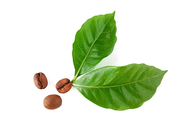 Roasted coffee beans with leaves on white background
