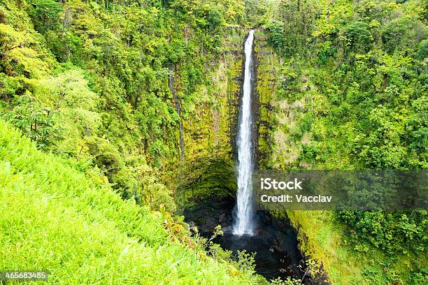 Catarata Akaka Na Grande Ilha Do Havaí Chuva Tropical Fores - Fotografias de stock e mais imagens de Ao Ar Livre