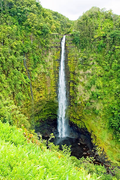 istock Akaka Falls on Big Island Hawaii in tropical rain fores 465683489