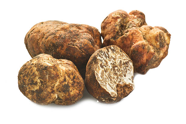 trufas - white truffle imagens e fotografias de stock