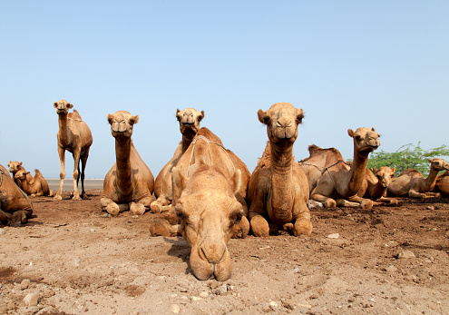 Long Neck Camels In The Black Background