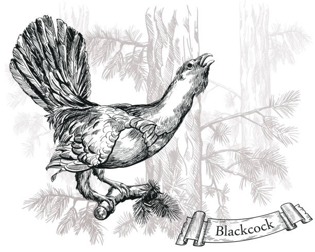 Black grouse Black grouse vector sketch on a white background grouse stock illustrations