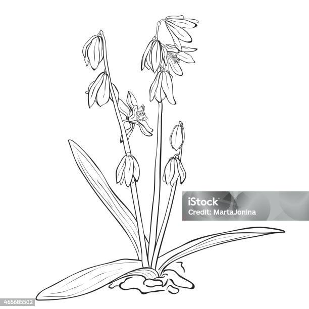 Flower Scilla Forbesii Stock Illustration - Download Image Now - Bluebell, Illustration, Snowdrop